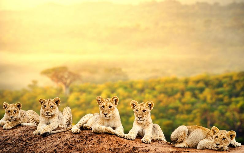 South Africa w/Guided Safari, 3 Nt Cape Town Stay & More