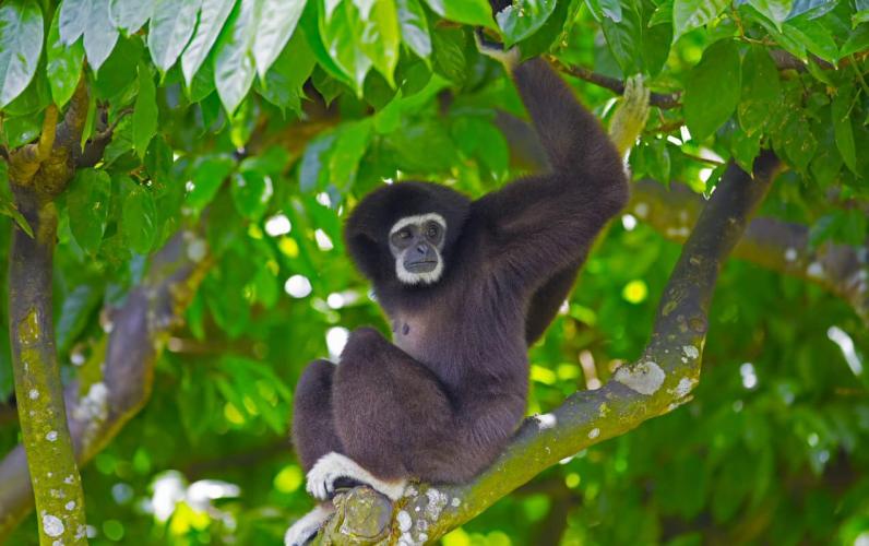 Borneo's Orangutans & Rainforest Adventure