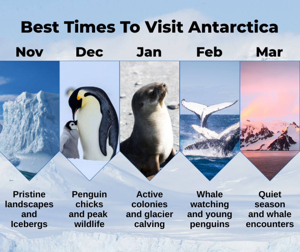 When to Visit Antarctica: A Month‑by‑Month Guide for Expedition Cruisers