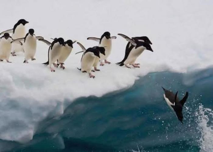 14 Night Antarctica Cruise