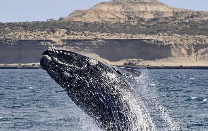 Christmas & New Year 2027   South America & Cape Horn