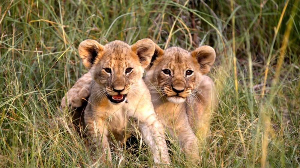 South Africa: Highly Rated & Family Friendly Safari Holiday
