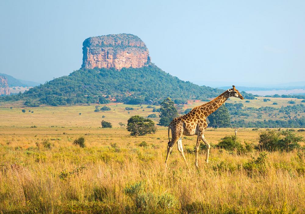 South Africa Escorted Tour