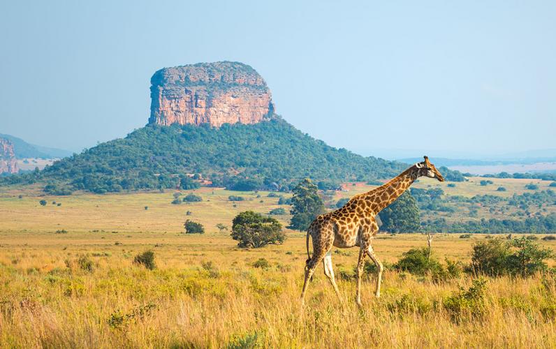 South Africa Escorted Tour