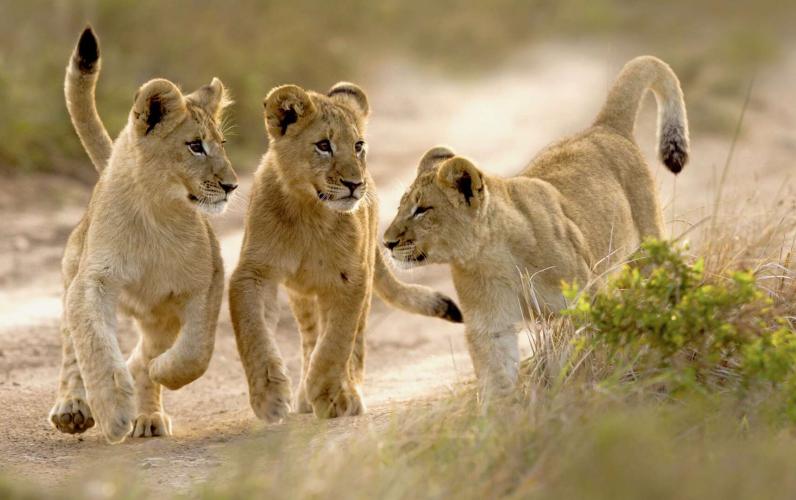 Safari and the City – Cape Town & Eastern Cape Safari Experience