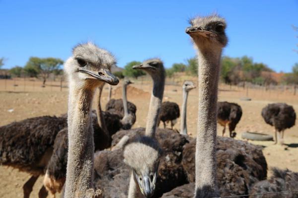 Wild South Africa in 2027