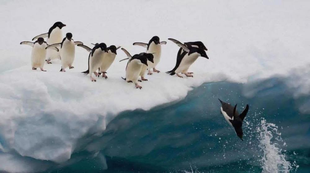 2028 Bucket List Trip Of A Lifetime - 14 Nt Antarctica Cruise