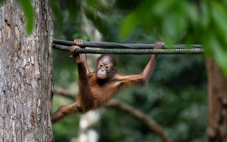 Borneo & Malaysia Wildlife and Culture Adventure