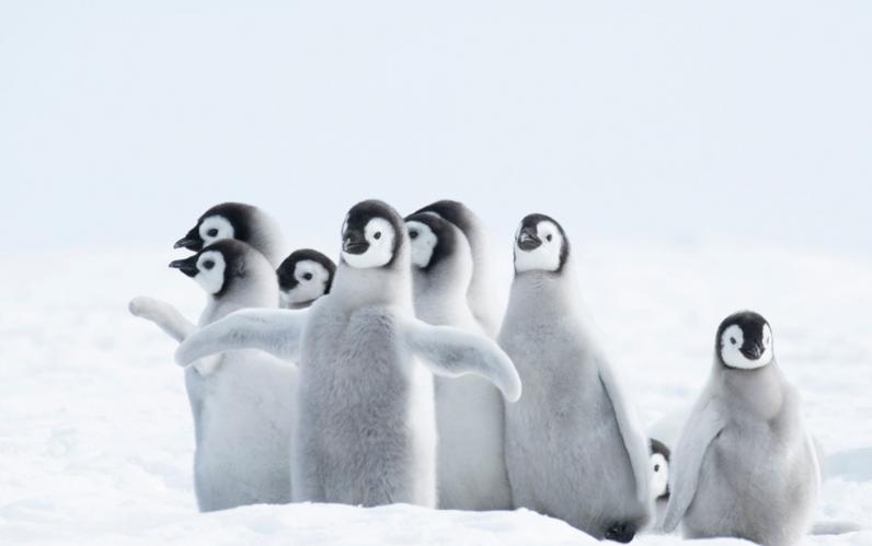 South America & Antarctica Cruise 2028