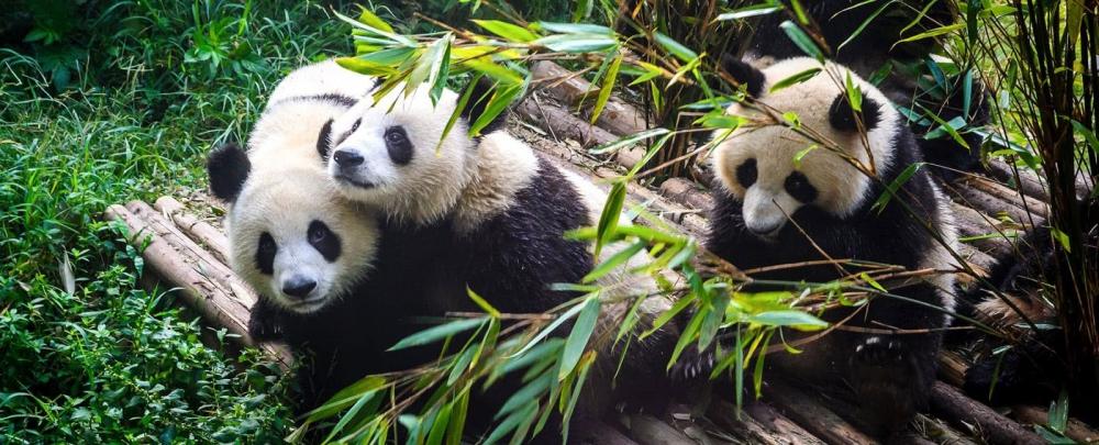 Modern Shanghai & Chengdu's Giant Pandas