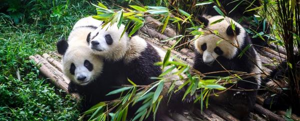 Modern Shanghai & Chengdu's Giant Pandas