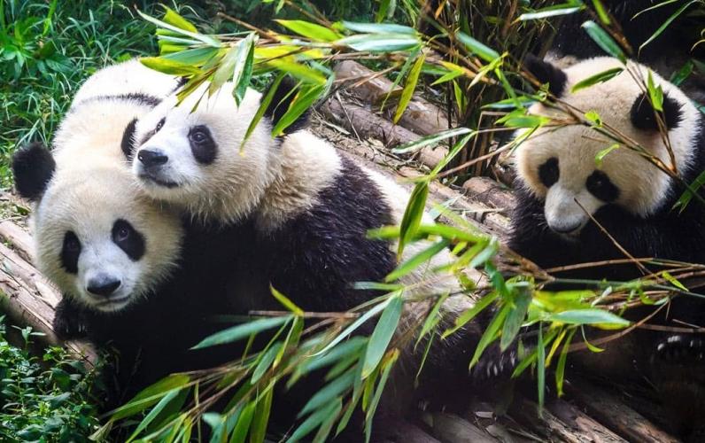 Modern Shanghai & Chengdu's Giant Pandas