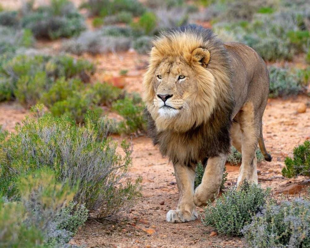 Amazing South Africa Multi-Centre Adventure