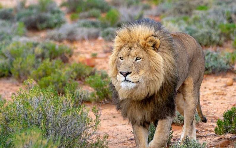 Amazing South Africa Multi-Centre Adventure