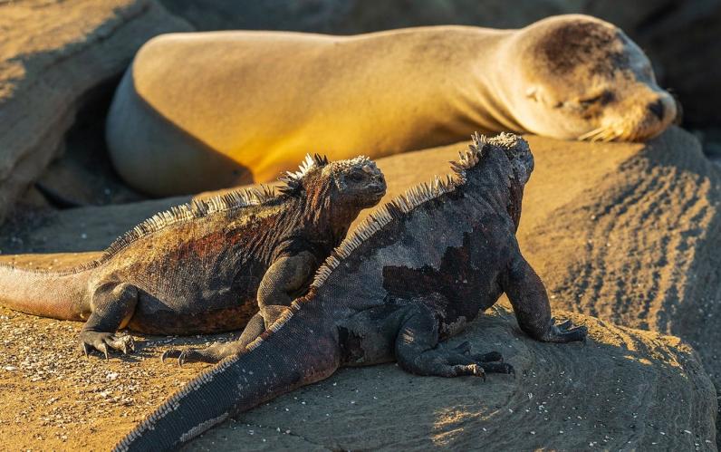Amazon & Island Hopping in the Galapagos