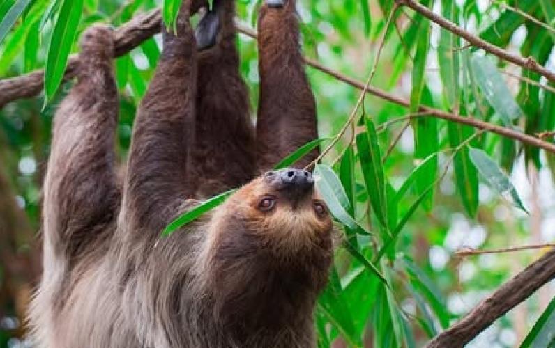 Costa Rica - The Jewel of Nature
