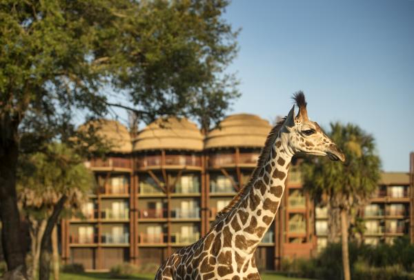 Disney Animal Kingdom Lodge Spring 2027