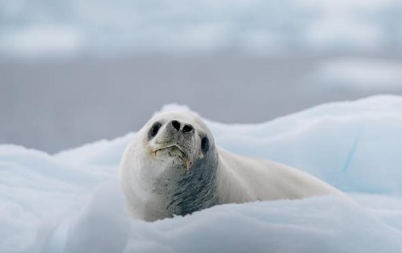 Antarctica Expedition &ndash; 11 Nts from &pound;9,549pp including flights